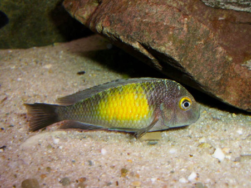 Tropheus moorii 'Mpulungu'
